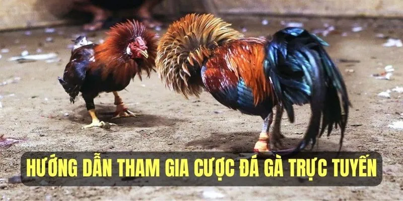 Hướng dẫn thao tác tham gia cược đá gà trực tuyến